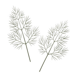 Delicate dill herb sprigs with fine feathery leaves isolated on transparent background
