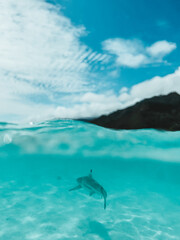 Fototapeta premium Blacktip reef shark swimming in shallow turquoise waters, Moorea, Tahiti.