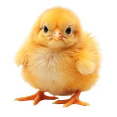 Fototapeta premium A fluffy yellow chick with bright eyes isolated on transparent background