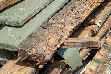 Board Laying on a Stack of Wood Suffering from Severe Insect Damage
