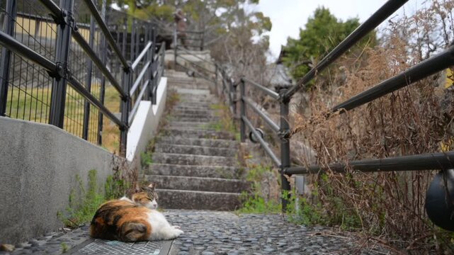 御袖天満宮の参道で寝転ぶ地域猫 （広島県尾道市, 2025年4月）
