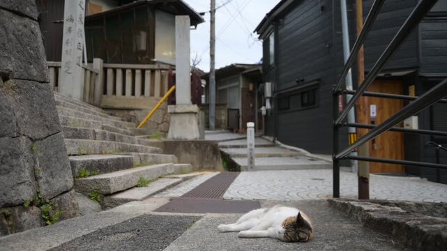 御袖天満宮の参道で寝転ぶ地域猫 （広島県尾道市, 2025年4月）
