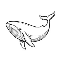 Obraz premium Detailed black and white illustration of a whale. Artistic marine mammal design. Ocean animals detailed line art. Graceful underwater wildlife drawing.