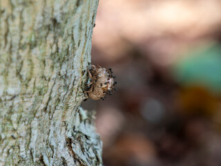 Obraz premium 蝉の脱け殻に群がる小さな蟻