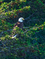 Bald Eagle