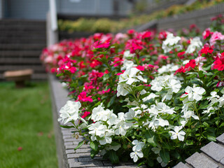白と赤のニチニチソウの花