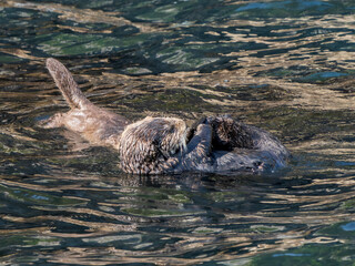 Obraz premium Alaska Sea Otter