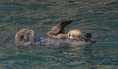 Alaska Sea Otter