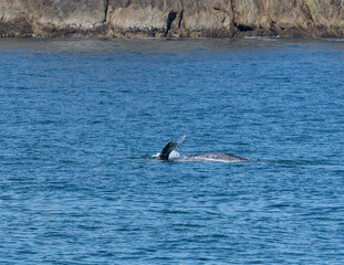 Obraz premium Kenai Fjord Whales
