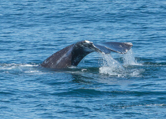Fototapeta premium Kenai Fjord Whales