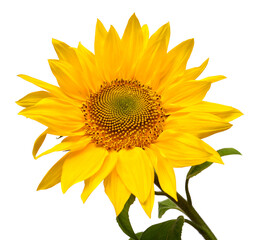 Obraz premium Sunflower head isolated on white background. Sun symbol. Flowers yellow, agriculture. Seeds and oil