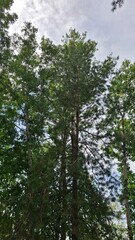 majestic, beautiful trees with green crowns, a view from below, against a blue sky with light white clouds, summer