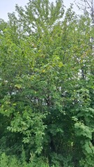majestic, beautiful trees with green crowns, a view from below, against a blue sky with light white clouds, summer