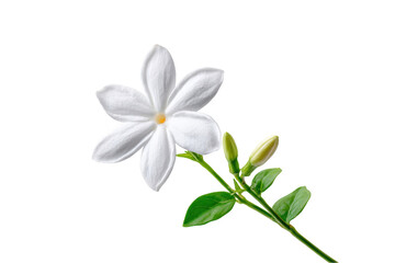 Fototapeta premium Stunning white jasmine flower blossom with green leaves on spa pure soft on transparent background