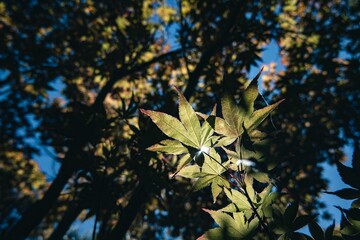 Sunlight filtering through maple leaves with a blurred forest backdrop and blue sky.