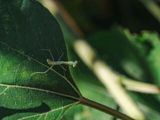 A praying mantis perched on a green leaf in a sunlit garden.