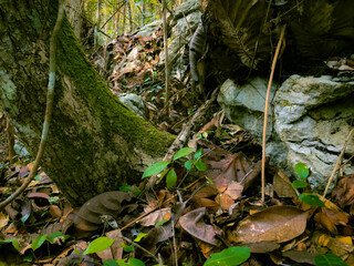 Beneath the interior forests of the Meratus mountains, the Borneo Tropical Rainforest.