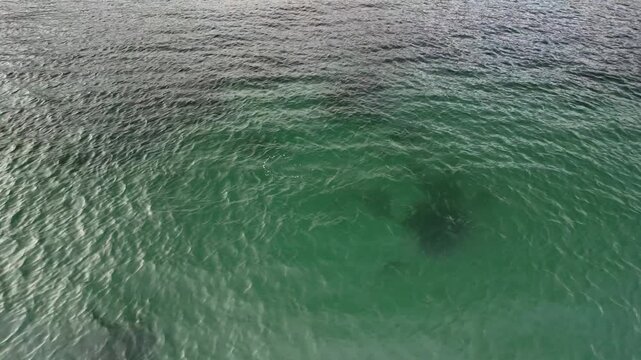 Drone view of a lone cormorant swimming in calm, clear greenish-blue coastal water