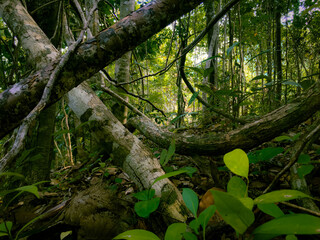 Beneath the interior forests of the Meratus mountains, the Borneo Tropical Rainforest.