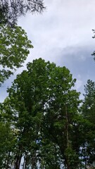 majestic, beautiful trees with green crowns, a view from below, against a blue sky with light white clouds, summer