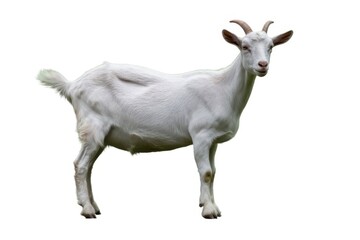 portrait of white goat standing up isolated on a white background with text space can use for advertising ads branding isolated, white background