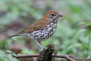 Wood Thrush Hylocichla mustelina forest bird with spotted chest on branch in spring woodland