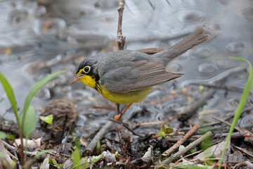 Canada Warbler Cardellina canadensis bird warbler wildlife photography