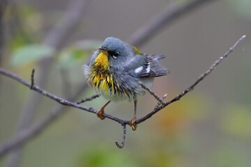Northern Parula Setophaga americana bird warbler wildlife photography.