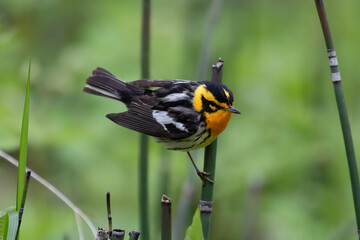 Blackburnian Warbler Bird Photography – Setophaga fusca on Reed in Spring Wetland
