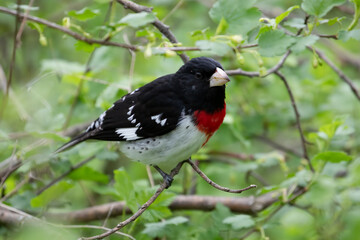 Rose-breasted Grosbeak Pheucticus ludovicianus bird wildlife photography