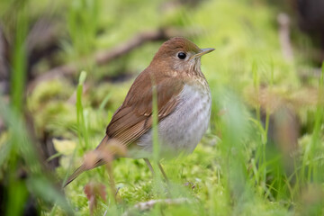 Veery Thrush Bird Catharus fuscescens in Mossy Woodland Habitat.  Wildlife Photography.