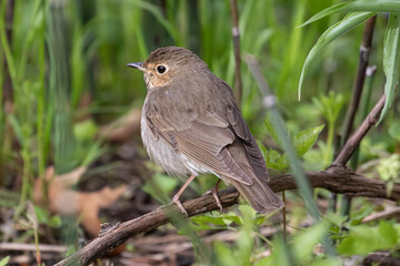 Veery Catharus fuscescens bird wildlife photography