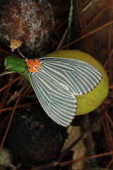 Peridrome Subfascia is a species of moth in the family Erebida. the female forewing above has orange extending to the centre of the wing, edged broadly with white distally and costally.THAILAND