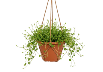 Lush green hanging plant in a brown pot, an isolated houseplant on a white and transparent background for interior decor and gardening concepts