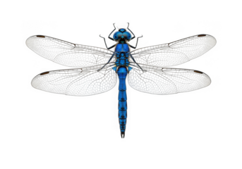 Photo of blue dragonfly with transparent wings isolated on transparent background
