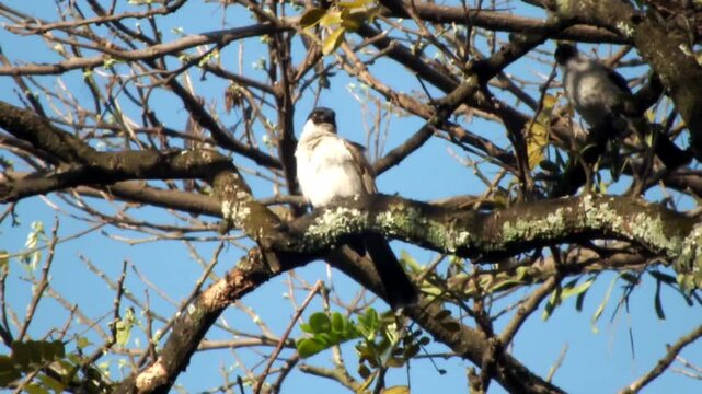 sooty headed bulbul perched on a tree with branch under wind breeze and the atmosphere of the sky during the day. Capturing wildlife behavior in a natural setting for biodiversity campaigns.