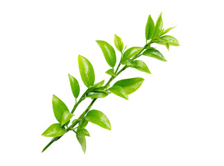 Obraz premium Lush green branch with dewy leaves isolated on black background, Isolated On White, Transparent Background, Png Cut Out