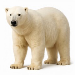 Fototapeta premium Polar Bear Standing on White Background