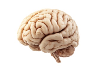 Human brain anatomy detailed 3d model medical science, Isolated On White, Transparent Background, Png Cut Out