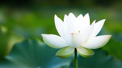 serene meditating spirituality clarity, A stunning white lotus flower stands tall above lush green leaves, embodying beauty and tranquility in a serene natural setting.