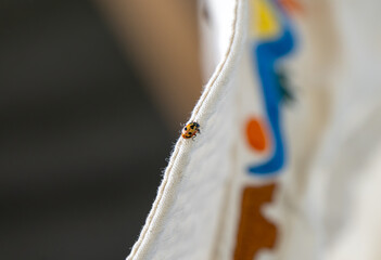 ladybug on a white hiking hat