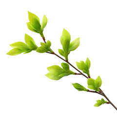 Obraz premium A fresh green branch with vibrant new spring leaves isolated on a white background, showcasing natural vegetation and new growth.