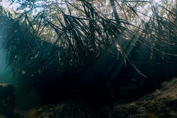 Sunlight filters through the tangled roots of a mangrove forest underwater.