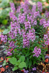 Obraz premium Vibrant purple Angelonia in a garden - vertical