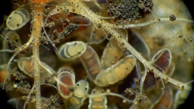 Intricate World Of Springtails Underneath Plant Roots Microscopic View