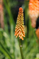 A striking Red Hot Poker (Kniphofia) flower spike, showing a gradient of orange and yellow florets against a blurred green background