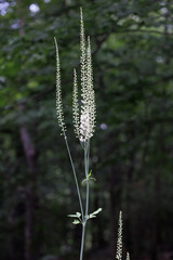Elegant spires of white Black Cohosh (Actaea racemosa) flowers rise amidst lush green, capturing the tranquility of a natural woodland