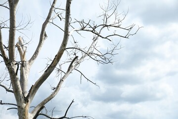 Beautiful tree branches under cloudy sky, space for text