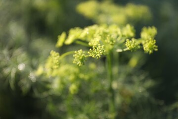 Fresh green dill flowers growing outdoors, closeup. Space for text