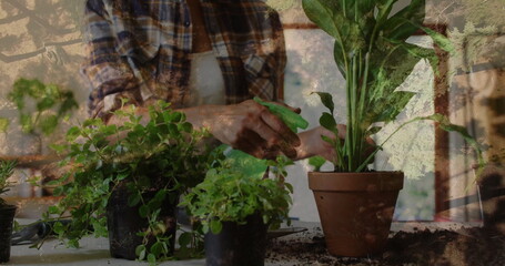 Mature Hispanic woman tending plants at window potting bench, using spray bottle and trowel